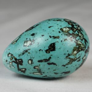 Brunnich´s guillemot egg # 2