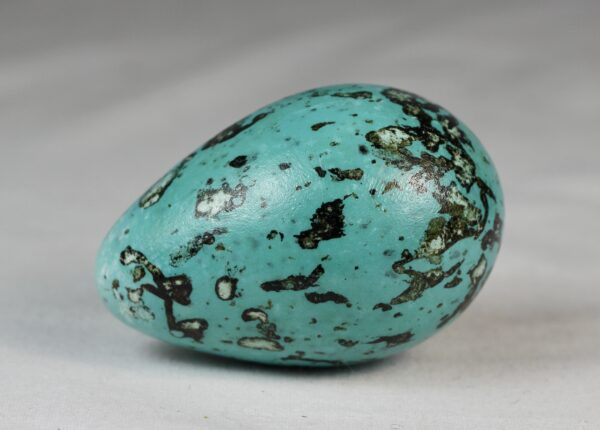 Brunnich´s guillemot egg # 2