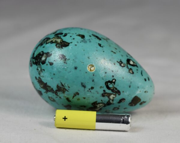 Brunnich´s guillemot egg # 2 - Image 3
