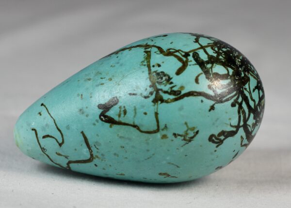 guillemot egg # 3