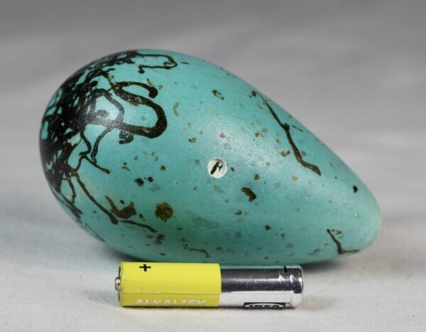 guillemot egg # 3 - Image 3