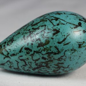 Guillemot egg # 5