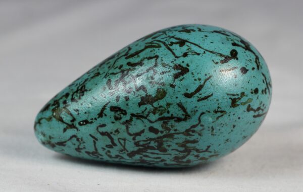 Guillemot egg # 5