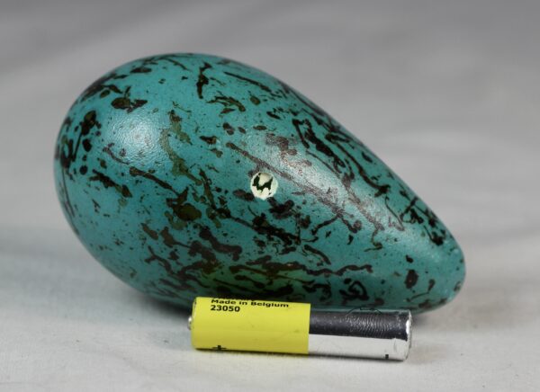 Guillemot egg # 5 - Image 3