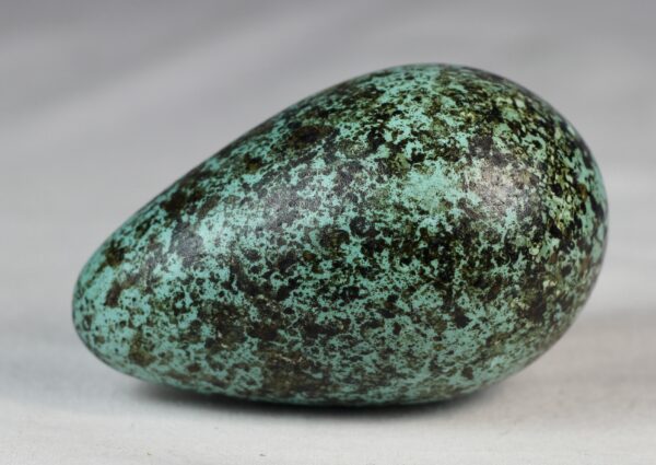 Bruinnich´s guillemot egg # 4