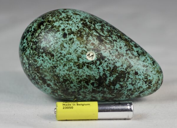 Bruinnich´s guillemot egg # 4 - Image 3