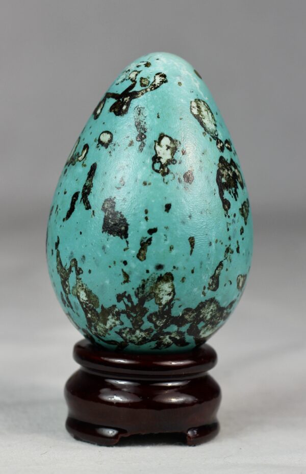 Brunnich´s guillemot egg # 2 - Image 5