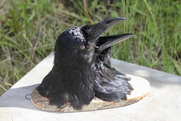 Raven head mount #3 - Image 4