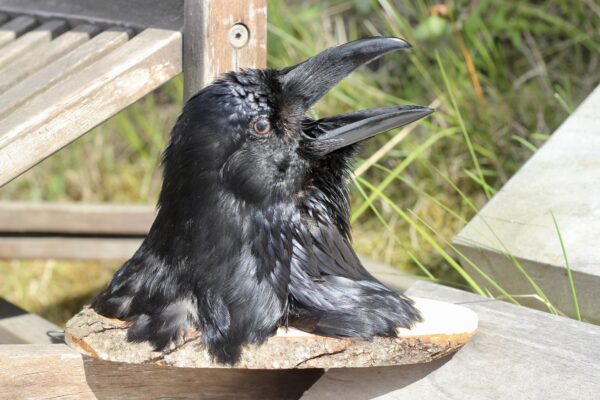 Raven head mount #3 - Image 8