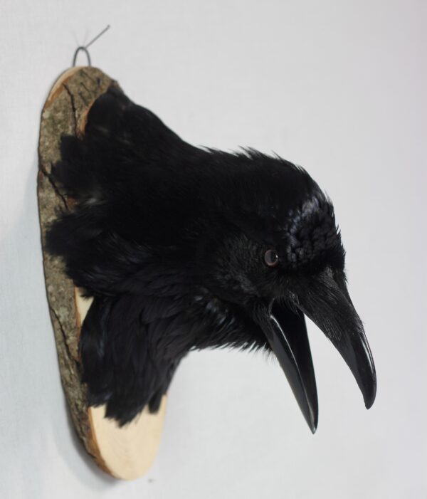 Raven head mount #3 - Image 9