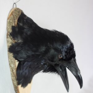Raven head mount #3