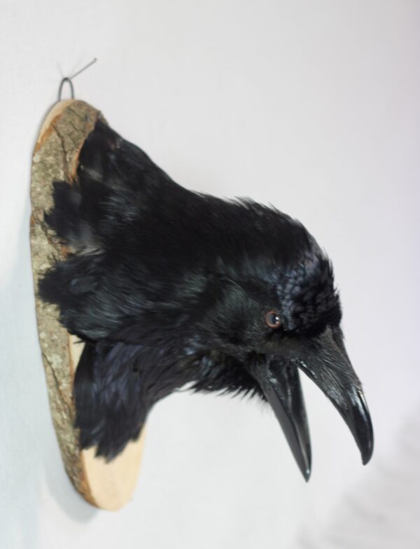Raven head mount #3