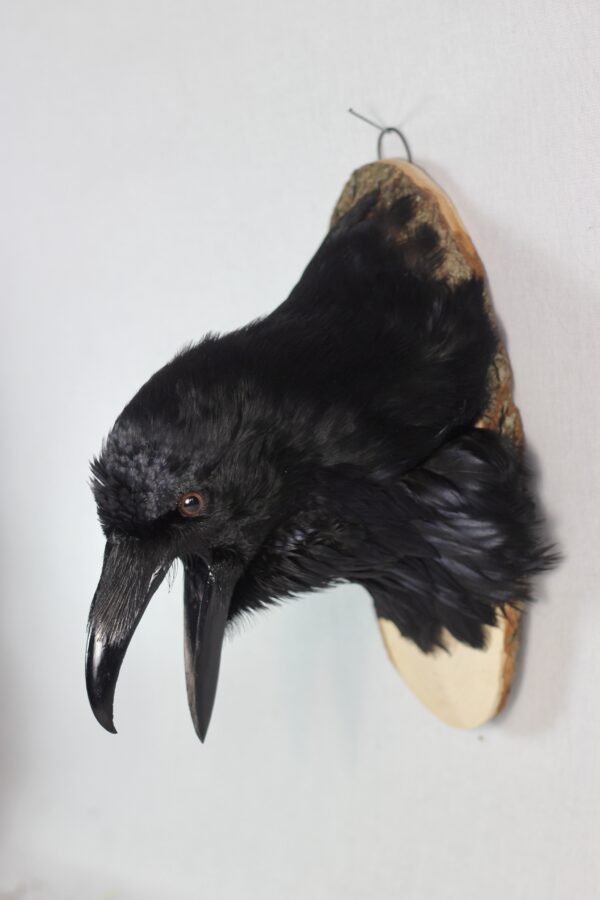 Raven head mount #3 - Image 6