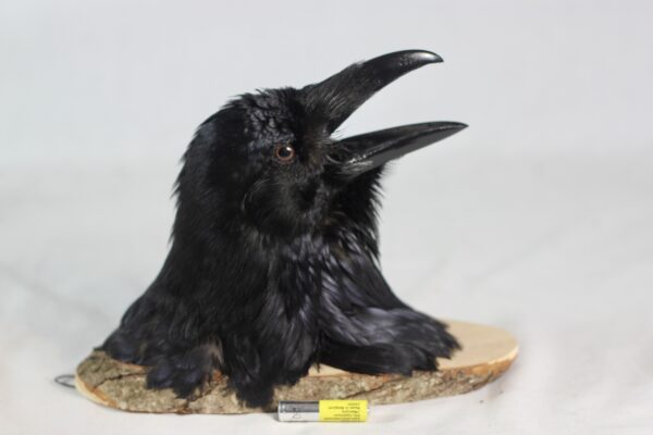 Raven head mount #3 - Image 7