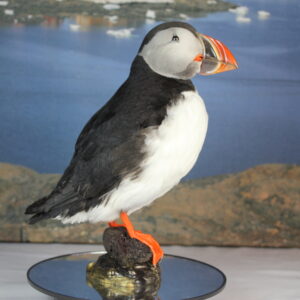 Puffin taxidermy #5