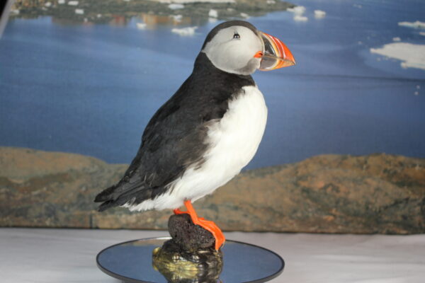 Puffin taxidermy #5