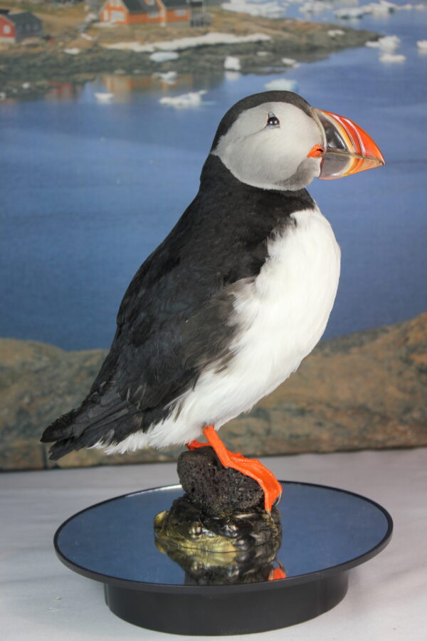Puffin taxidermy #5 - Image 3