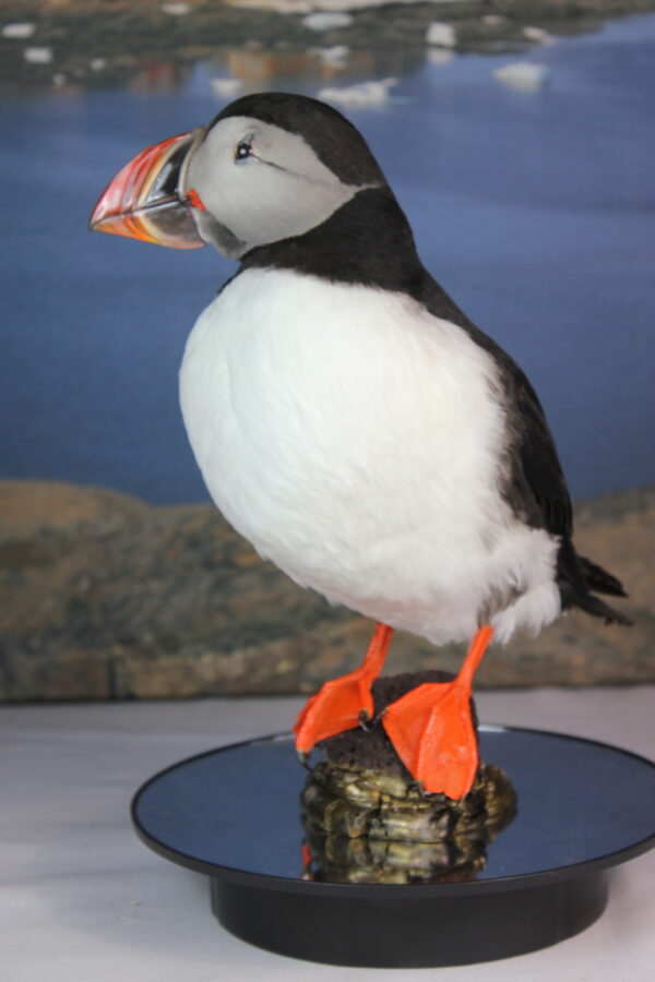 Puffin taxidermy #5 - Image 6