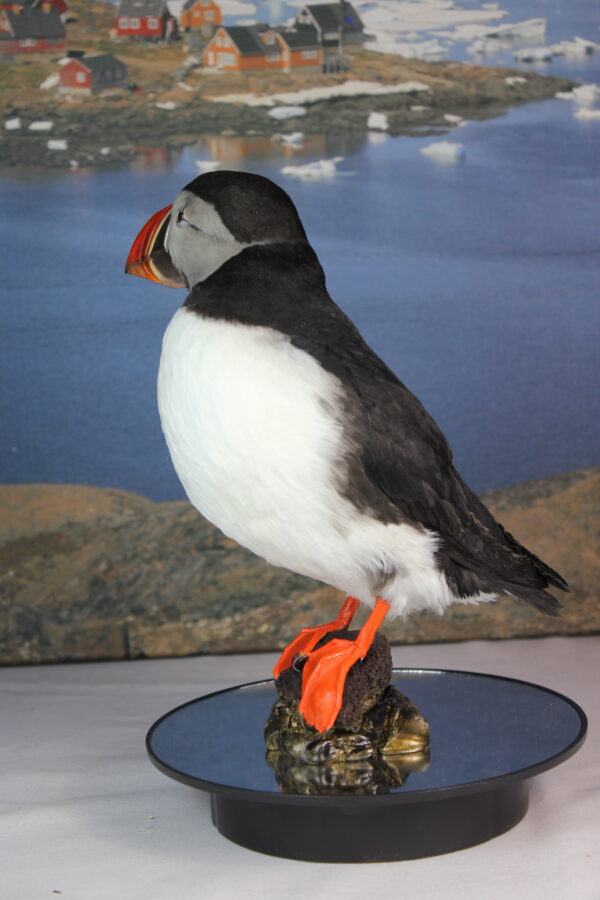 Puffin taxidermy #5 - Image 7