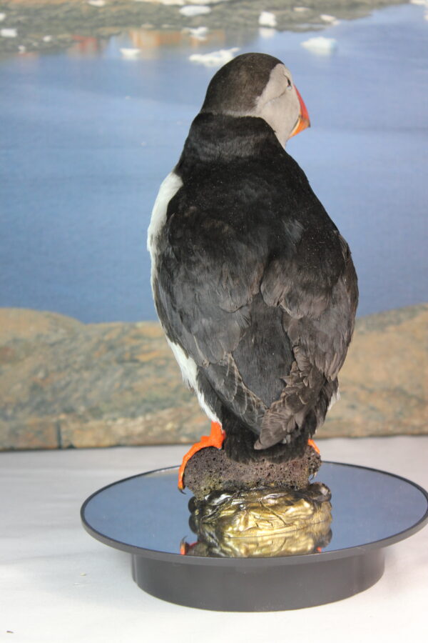 Puffin taxidermy #5 - Image 8