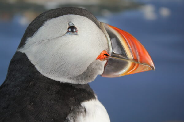 Puffin taxidermy #5 - Image 9