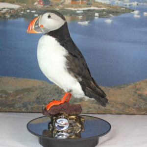 Puffin taxidermy #6