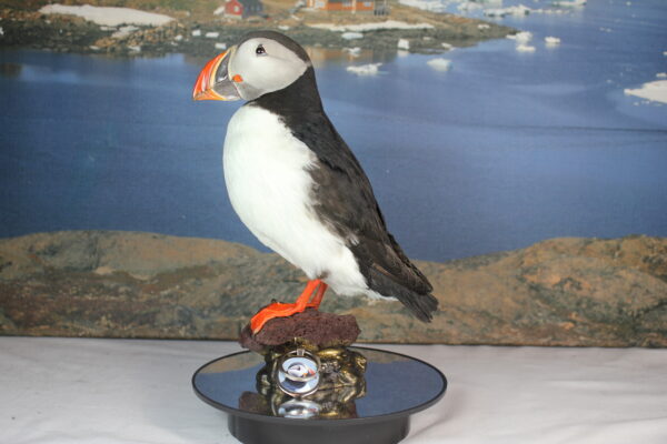 Puffin taxidermy #6