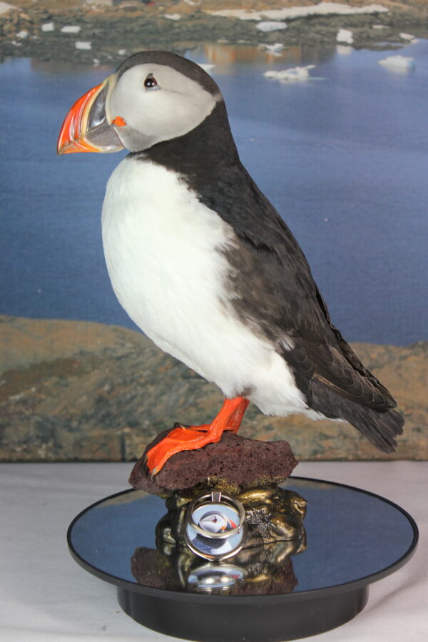 Puffin taxidermy #6 - Image 3