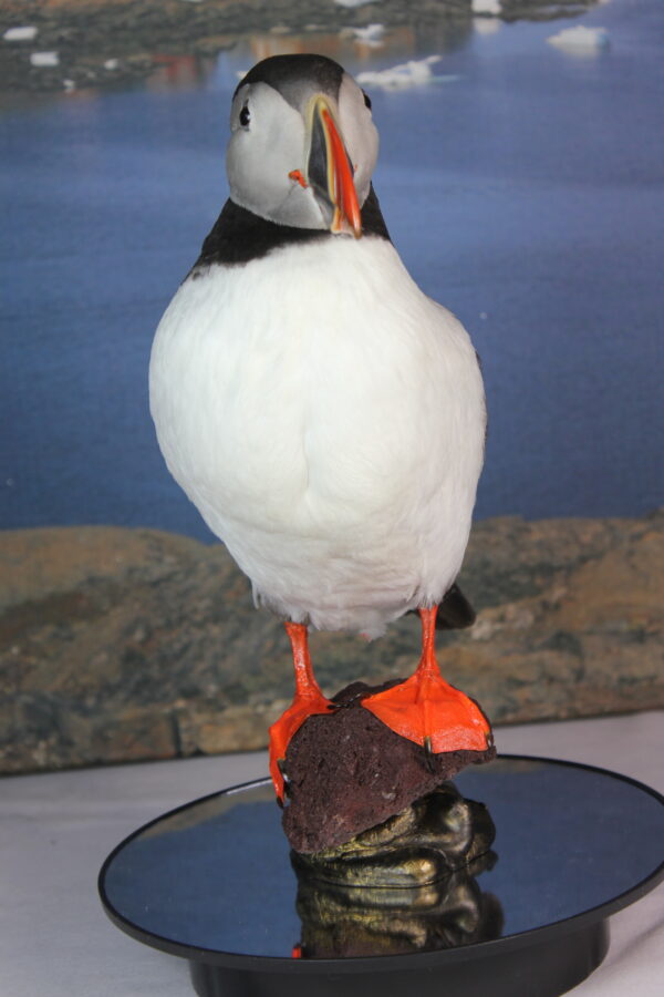 Puffin taxidermy #6 - Image 4