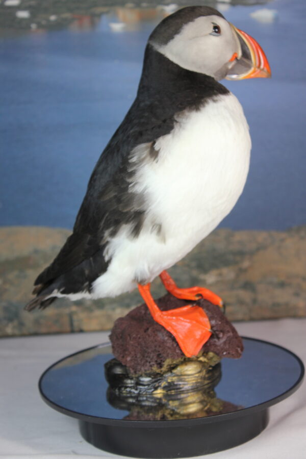 Puffin taxidermy #6 - Image 5