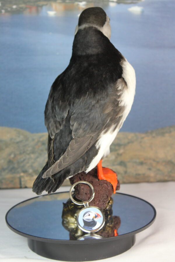 Puffin taxidermy #6 - Image 6