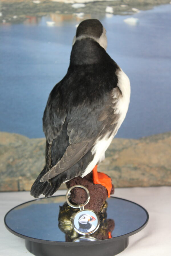 Puffin taxidermy #6 - Image 7