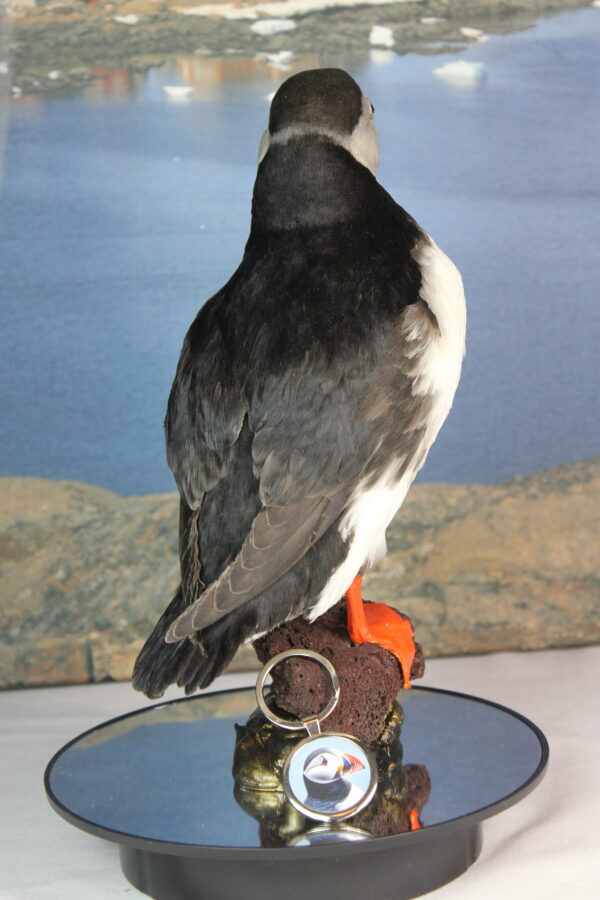 Puffin taxidermy #6 - Image 8