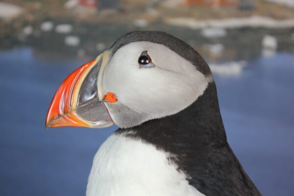 Puffin taxidermy #6 - Image 10