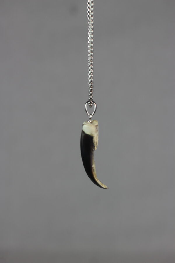 Seal claw amulet #1 - Image 2