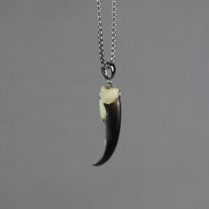 Seal claw amulet #1