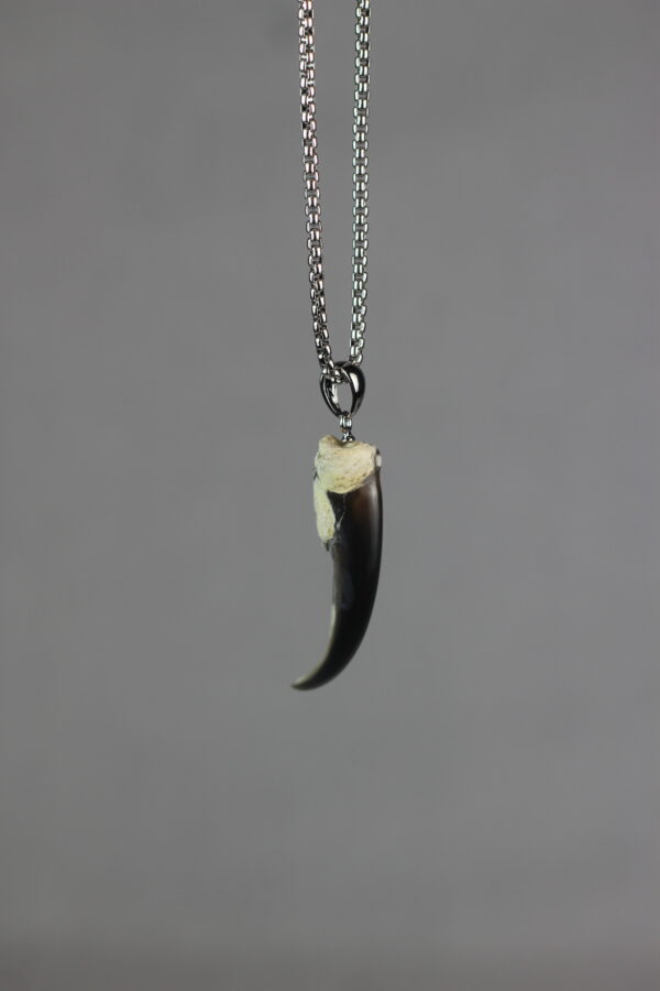 Seal claw amulet #1