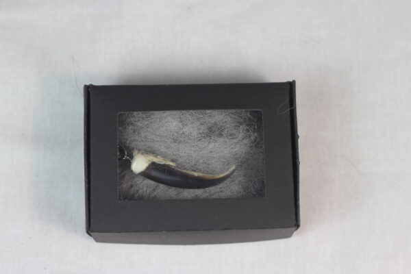 Seal claw amulet #1 - Image 8
