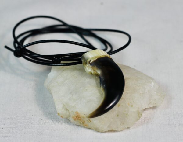 Polar bear claw necklace - Image 2