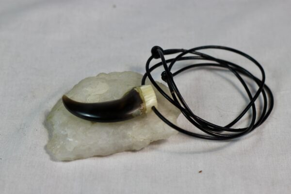 Polar bear claw necklace - Image 3