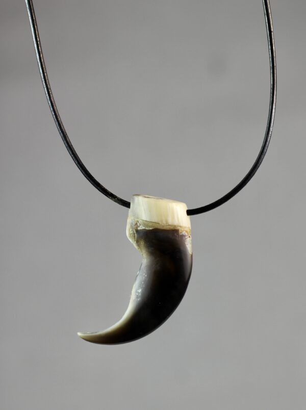 Polar bear claw necklace
