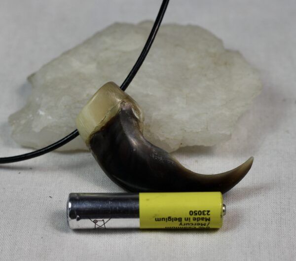 Polar bear claw necklace - Image 6