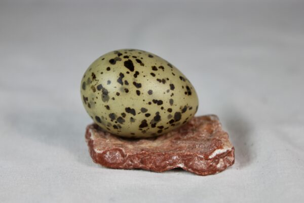 Arctic tern egg - Image 2