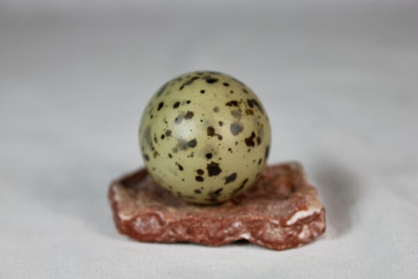 Arctic tern egg - Image 3
