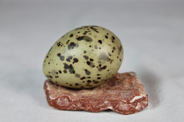 Arctic tern egg