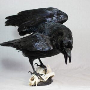 Raven on a resin wolf skull