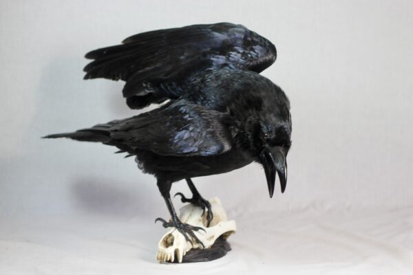 Raven on a resin wolf skull