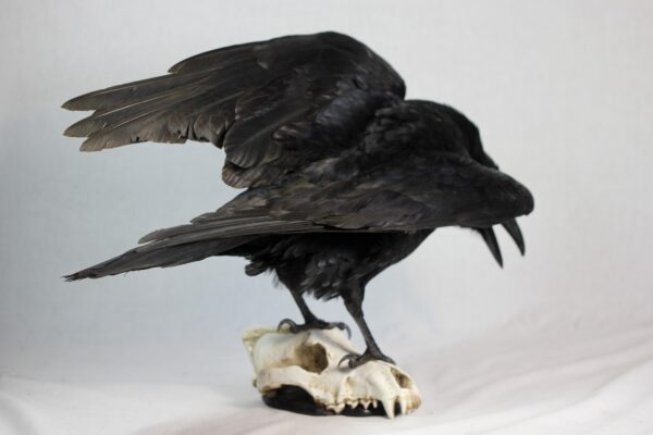 Raven on a resin wolf skull - Image 3