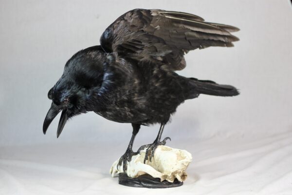 Raven on a resin wolf skull - Image 5
