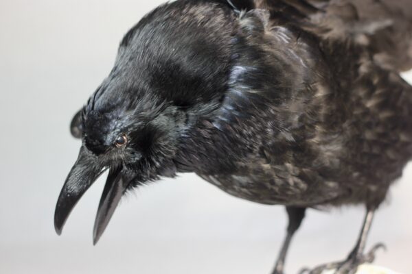 Raven on a resin wolf skull - Image 6